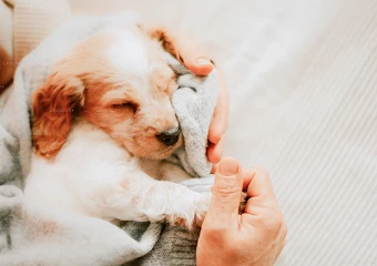 愛犬鑑定イメージ